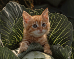 Кошки в Санкт-Петербурге: Рыжий котенок Мальчик, Бесплатно - фото 1