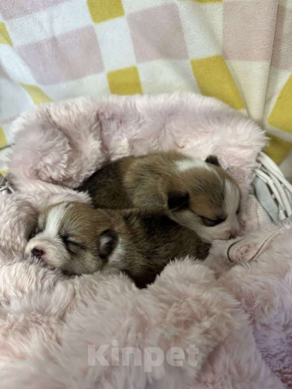 Собаки в Уфе: Вельш корги пемброк Мальчик, 50 000 руб. - фото 2