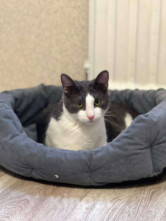 Кошки в Санкт-Петербурге: Котенок Томас ищет дом Мальчик, Бесплатно - фото 2