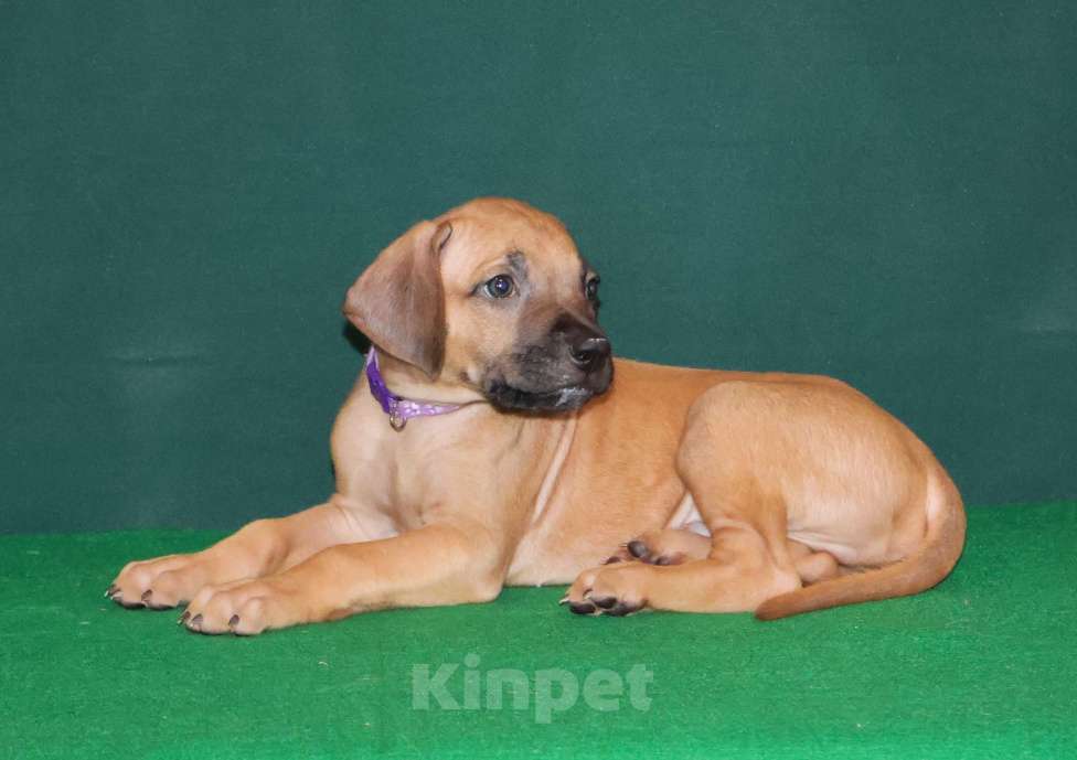 Собаки в Москве: Мальчик Родезийского Риджбека  Мальчик, 60 000 руб. - фото 3