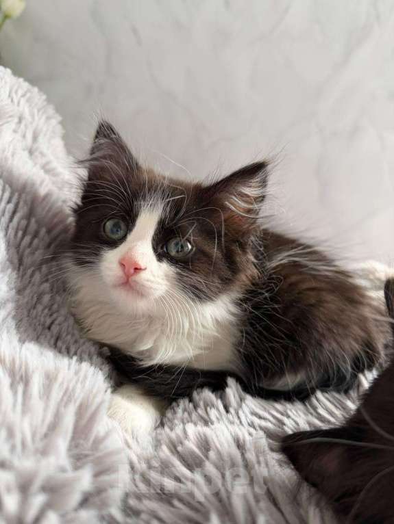 Кошки в Москве: Чудесная малышка ищет семью Девочка, Бесплатно - фото 3