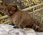 Кошки в Астрахани: Котик Эшли Мальчик, 40 000 руб. - фото 6