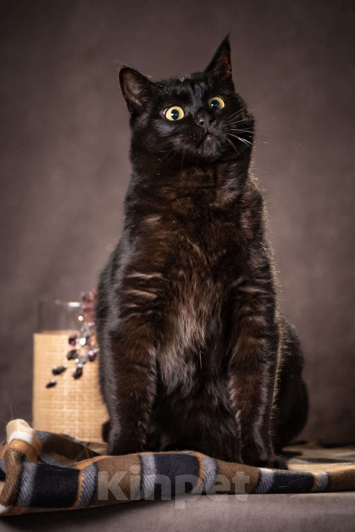 Кошки в Клине: Кэш - красавец-кот Мальчик, Бесплатно - фото 4