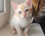Кошки в Красноярске: Бурманский котик Мальчик, 35 000 руб. - фото 6