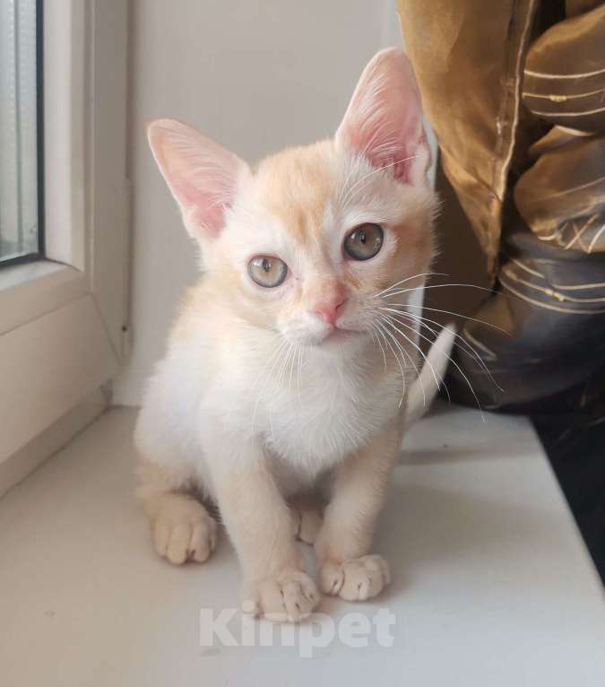 Кошки в Красноярске: Бурманский котик Мальчик, 35 000 руб. - фото 6