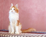 Кошки в Москве: Котята Мейн Кун, 2 000 руб. - фото 1