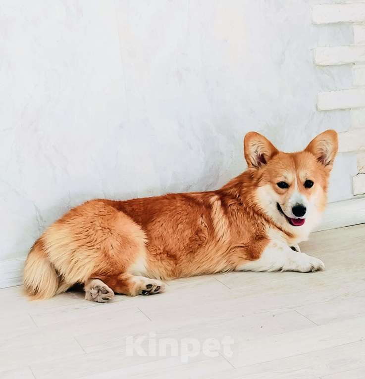 Собаки в Воронеже: Вельш корги пемброк натуральный бобтейл Девочка, 35 000 руб. - фото 1