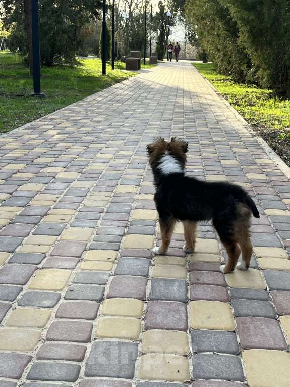 Собаки в Белом Калитве: Малышка в любящую семью Девочка, Бесплатно - фото 4