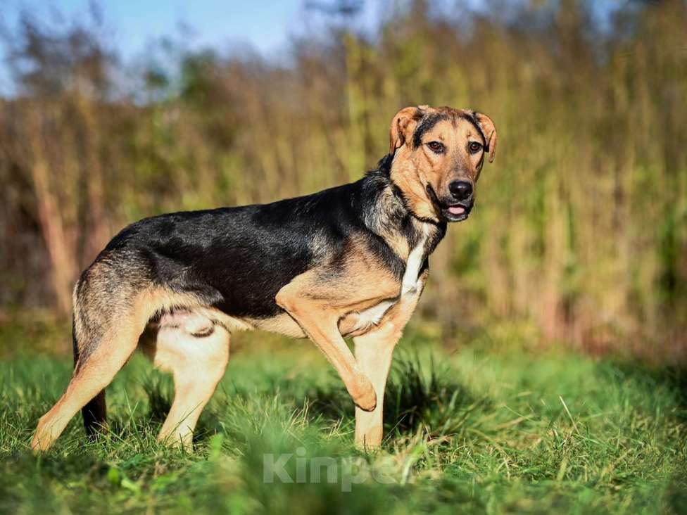Собаки в Москве: Домашняя собака в добрый руки Мальчик, Бесплатно - фото 3