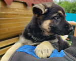 Собаки в Ижевске: Продам щенка  Девочка, 20 000 руб. - фото 2