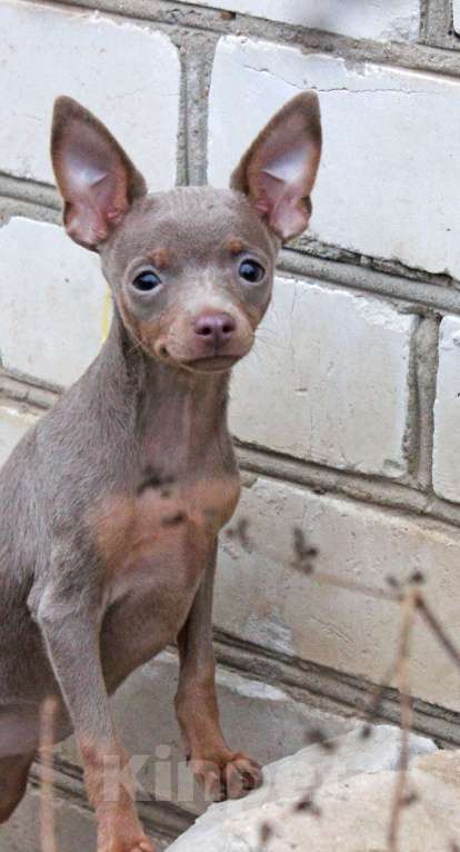 Собаки в Волгограде: Лиловая красавица Девочка, 60 000 руб. - фото 3