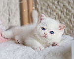 Кошки в Москве: Британский котёнок Неся Девочка, 150 000 руб. - фото 6