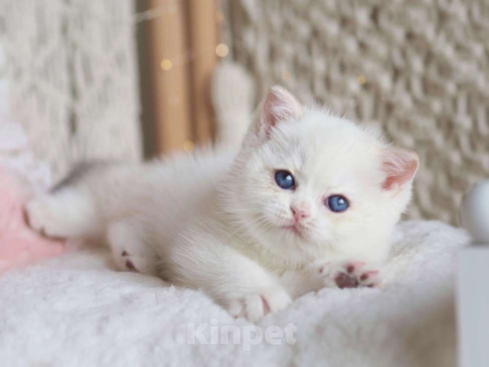 Кошки в Москве: Британский котёнок Неся Девочка, 150 000 руб. - фото 6