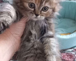 Кошки в Пскове: Шотландские котята Девочка, 15 000 руб. - фото 1