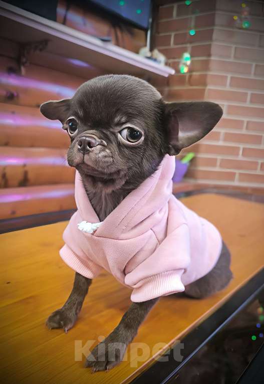 Собаки в Перми: Чихуахуа, щенок Девочка, Бесплатно - фото 2