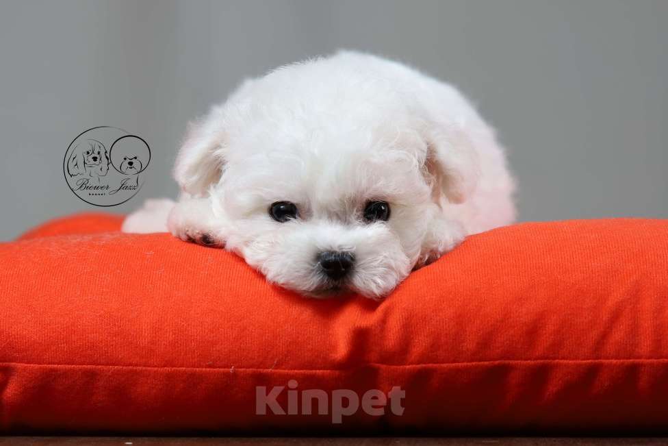 Собаки в Курске: Очаровательные щенки бишон фризе Мальчик, 75 000 руб. - фото 2