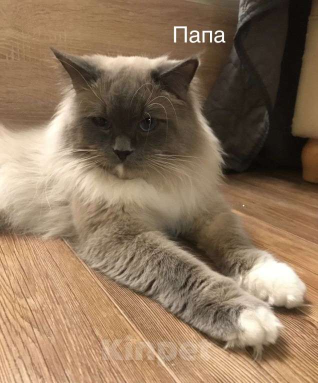 Кошки в Москве: Невские маскарадные котята  Девочка, 25 000 руб. - фото 8