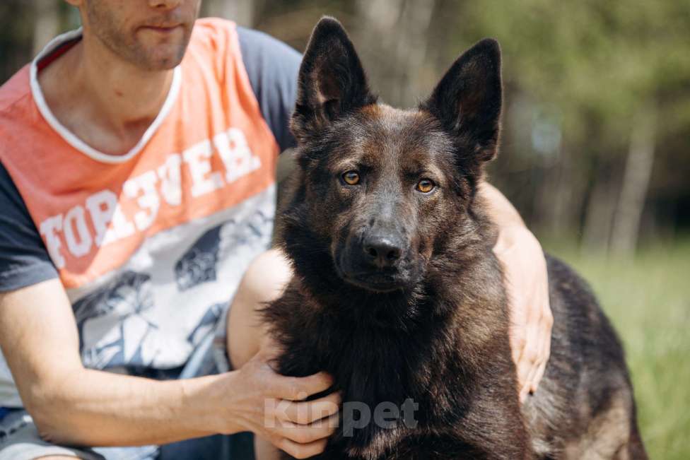 Собаки в Москве: В добрые руки! Мальчик, Бесплатно - фото 2