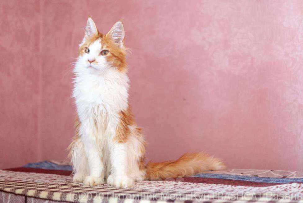 Кошки в Москве: Котята Мейн Кун, 2 000 руб. - фото 1