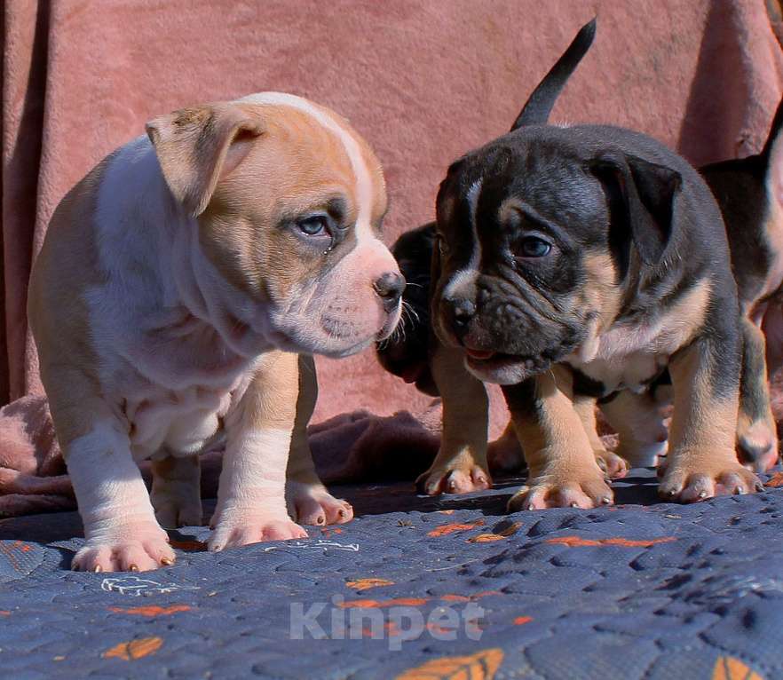 Собаки в Москве: Наши малыши. Разнополые, 80 000 руб. - фото 9