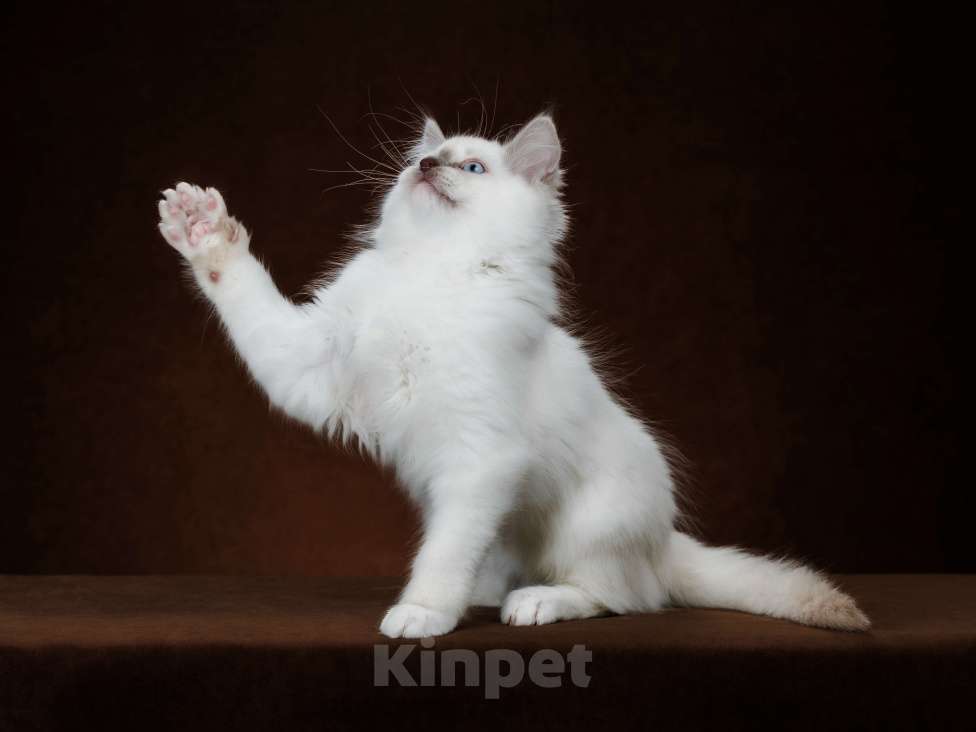 Кошки в Кировске (Мурманская область): Котенок  Мальчик, 25 000 руб. - фото 5