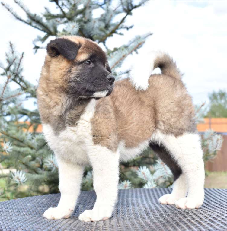 Собаки в Серпухове: Американская акита щенок  Девочка, 100 000 руб. - фото 2