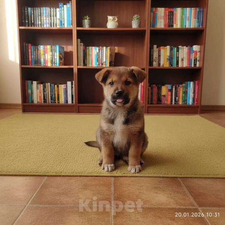 Собаки в Москве: Трогательные щеночки (2 мес.) срочно ищут дом Мальчик, Бесплатно - фото 1