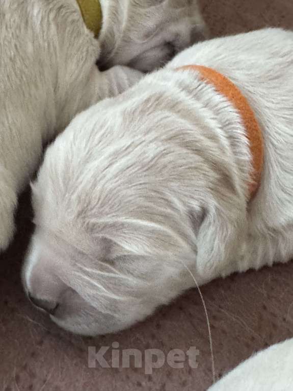 Собаки в Челябинске: Золотистый ретривер Мальчик, 80 000 руб. - фото 7