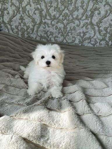 Собаки в Самаре: Мальтийская болонка Девочка, 26 000 руб. - фото 2