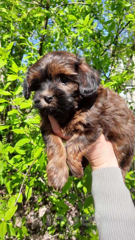 Собаки в Санкт-Петербурге: Щенок Петербургской Орхидеи Девочка, 70 000 руб. - фото 10