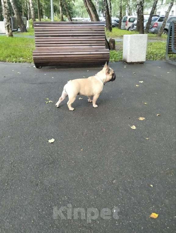 Собаки в Москве: Продаются щенки Французского Бульдога Разнополые, 38 000 руб. - фото 5