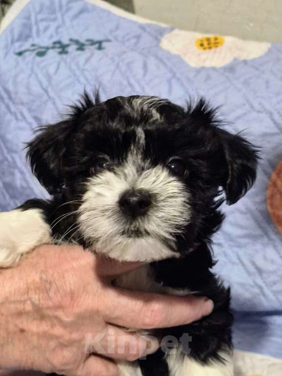 Собаки в Москве: Очаровательные щенки гаванского бишона Девочка, 80 000 руб. - фото 6