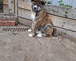 Собаки в Сургуте: Щенок Акиты Девочка, 50 000 руб. - фото 3