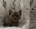 Кошки в Твери: Бурманский котеннок Мальчик, Бесплатно - фото 2