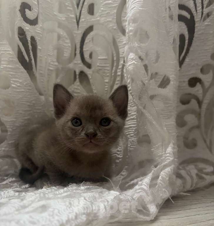 Кошки в Твери: Бурманский котеннок Мальчик, Бесплатно - фото 2