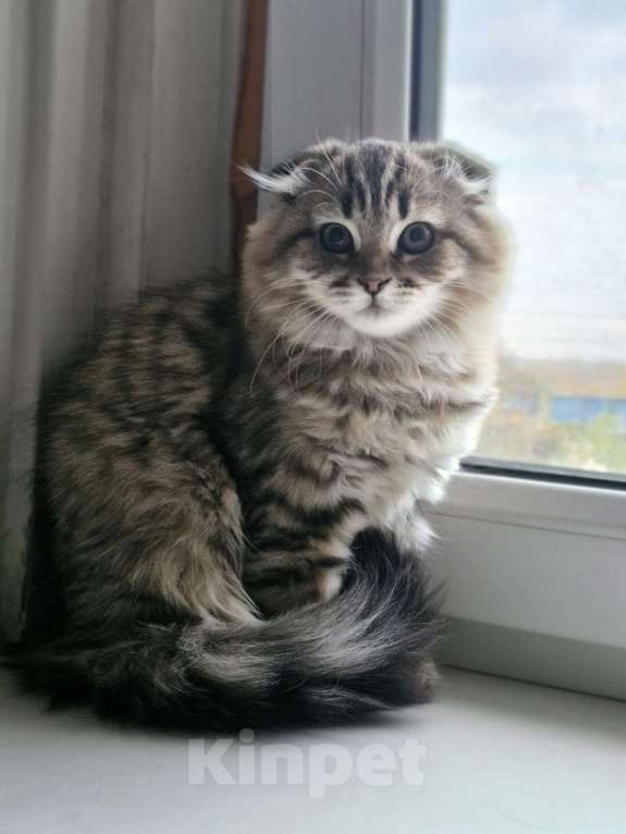 Кошки в Ростове-на-Дону: Шотландские вислоухие котята Девочка, 6 000 руб. - фото 1