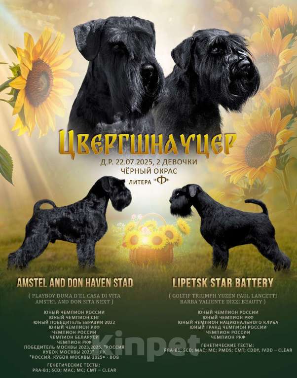 Собаки в Ярославле: Цвергшнауцер черный Девочка, 70 000 руб. - фото 1