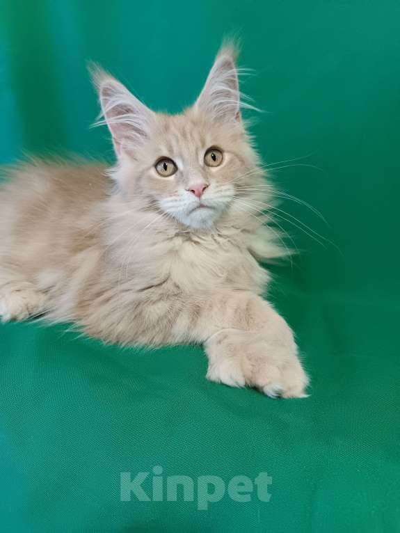 Кошки в других городах Владимирской области: Девочка мейн кун полидакт Девочка, 35 000 руб. - фото 1