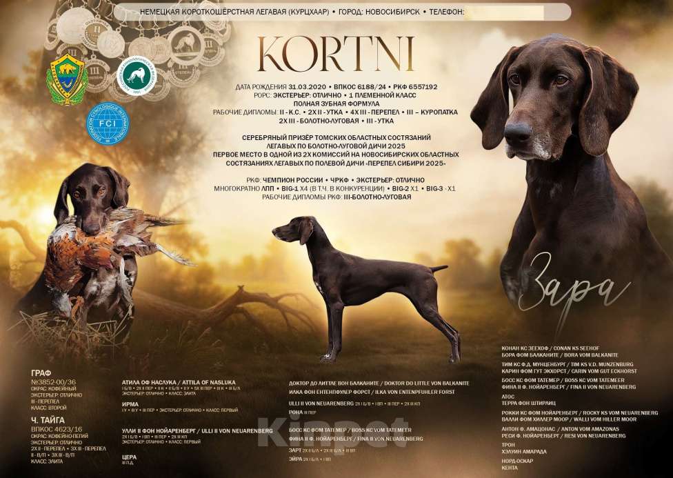 Собаки в Новосибирске: Щенок курцхаара Мальчик, 45 000 руб. - фото 3