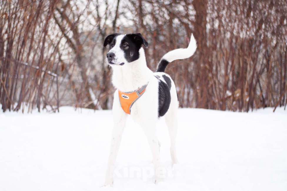 Собаки в Москве: Нежная Боня готова покорить Ваше сердце Девочка, Бесплатно - фото 3
