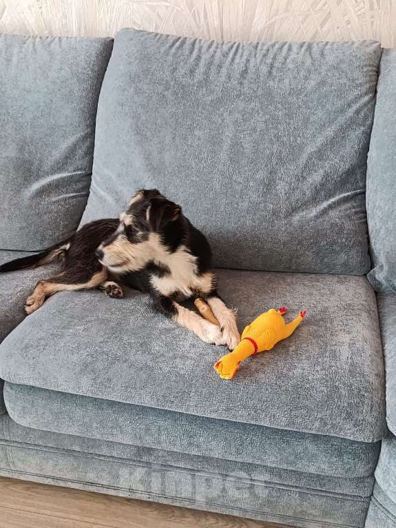 Собаки в Новокузнецке: Маша Фокстерьер охотничий ряд ищет дом ???? Девочка, Бесплатно - фото 3