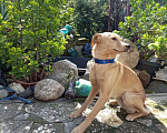 Собаки в Москве: Собачка ждёт своего друга Девочка, Бесплатно - фото 8