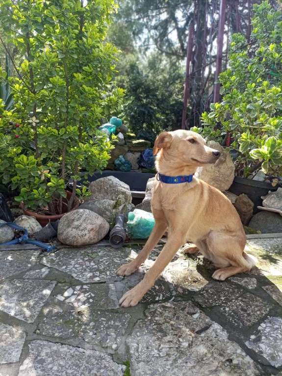 Собаки в Москве: Собачка ждёт своего друга Девочка, Бесплатно - фото 8