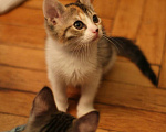 Кошки в Москве: Котенок Фифи ищет дом Девочка, Бесплатно - фото 2