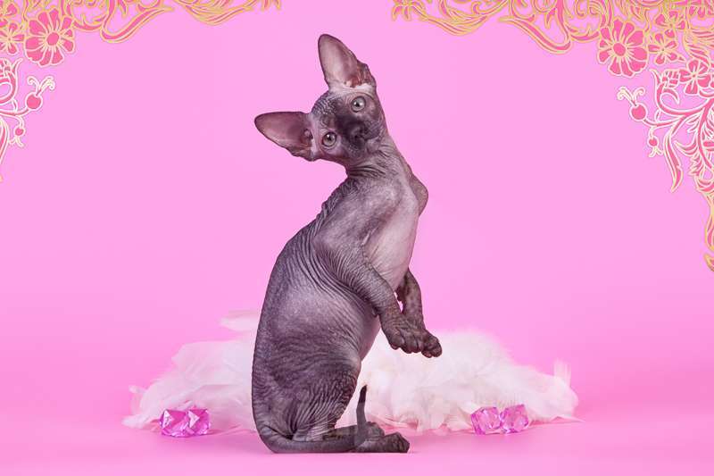 Кошки в Москве: Питомник Скорпион предлагает котят. Мальчик, Бесплатно - фото 5