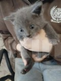 Кошки в Вышнем Волочке: Британский короткошёрстный котёнок Мальчик, 6 000 руб. - фото 4