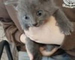 Кошки в Вышнем Волочке: Британский короткошёрстный котёнок Мальчик, 6 000 руб. - фото 4