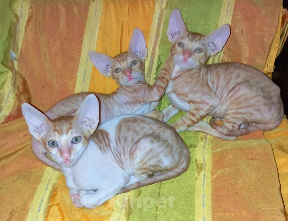 Кошки в Новочебоксарске: Котята Корниш Рекс  Мальчик, 15 000 руб. - фото 2