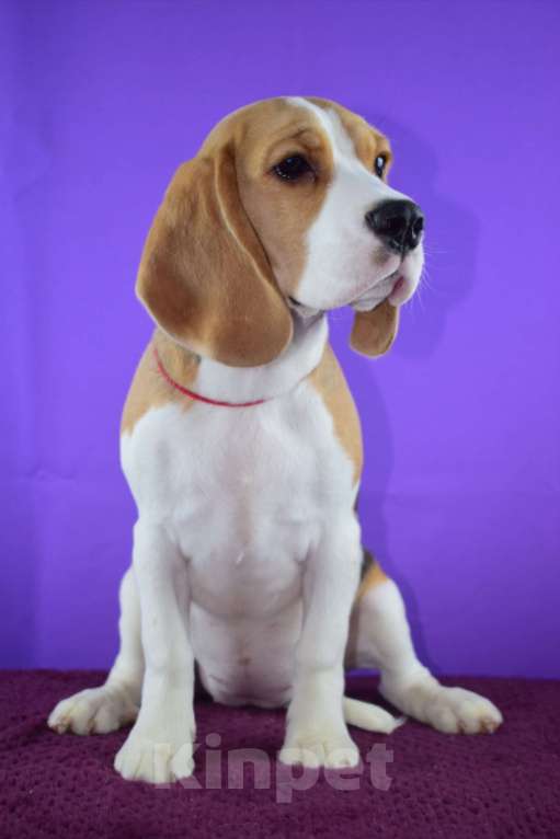 Собаки в Москве: Щенок бигля н Девочка, 65 000 руб. - фото 3