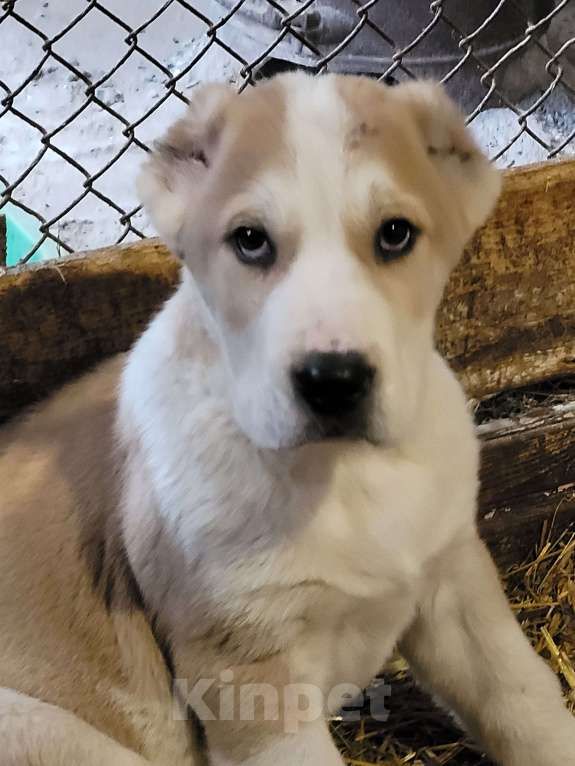 Собаки в Кемерово: Щенок среднеазиатской овчарки Мальчик, 40 000 руб. - фото 1